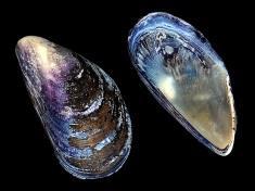 Distribution (N/m² for duration of the monitoring programme) Mytilus edulis, blue mussel [Photo Pillbo] Association with mussel beds Diet Predators Mobility Abiotic tolerances Temperature Salinity