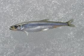 Osmerus eperlanus, European smelt [Photo Henrik Kettunen] Association with mussel beds Possibly. Diet Active predators on small fishes and crustaceans (speciesidentification.
