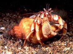 Pagurus bernhardus, hermit crab [Photo Paul Naylor] Association with mussel beds Diet Predators Mobility Abiotic tolerances Temperature ~ 25 C Salinity ~ 35 Desiccation - Water velocity - Remarks