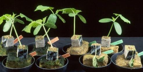 % Diseased cucumber plants Ziektewerend substraat Hergebruikte steenwol is ziektewerend tegen Pythium Ziektewerende microorganismen kunnen in gesteriliseerde steenwol aangeënt worden Ziektewering