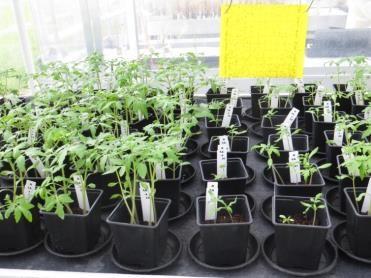 Compost: reductie Pythium Veel onderzoek in biotoetsen Herhaalbare effecten in potgrond met hoge dosering