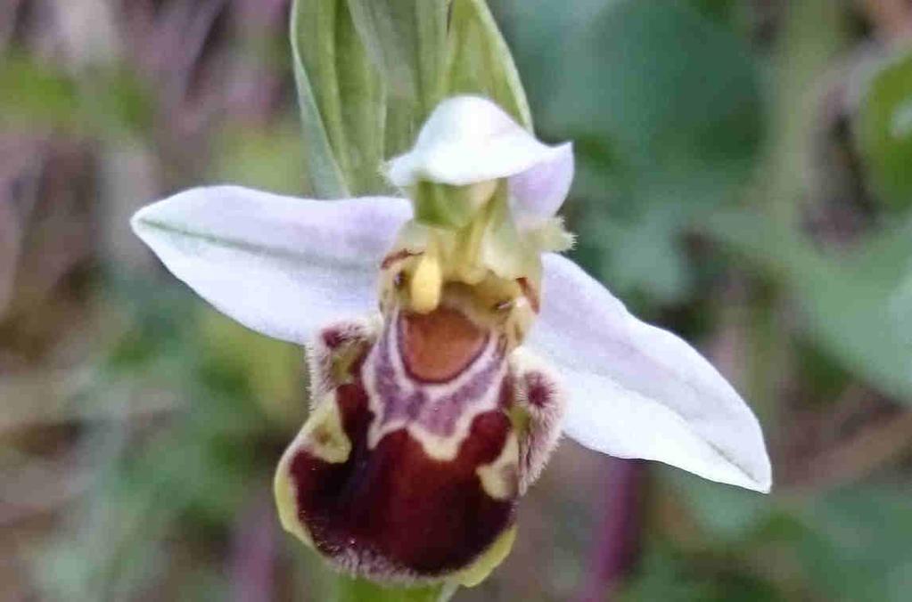 Vrijwillige zwerfvuilopruimers Praktijkvoorbeeld Belvédèrepad (Veldwezelt): in