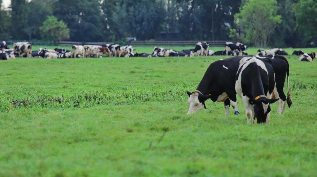 Minder ammoniakemissie uit de melkveehouderij in het veenweidegebied 25% reductie een haalbaar doel Koos Verloop, Teus