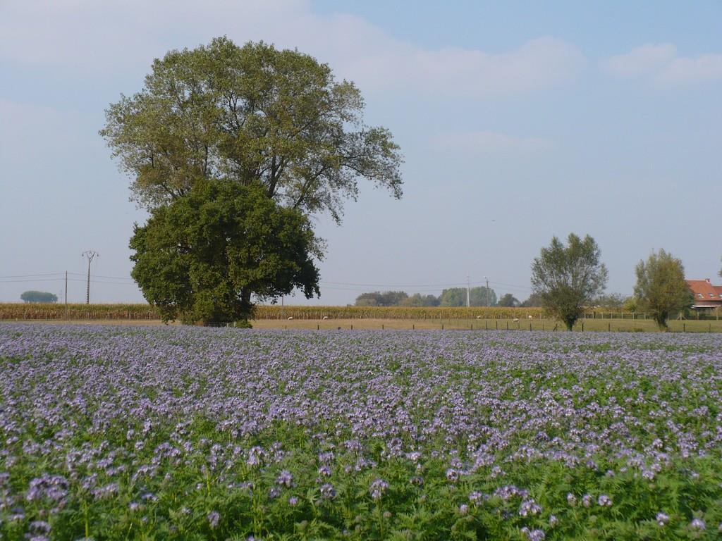 Groenbedekkers ingezaaid als stikstofvanggewas voorkomen stikstofverliezen alleen