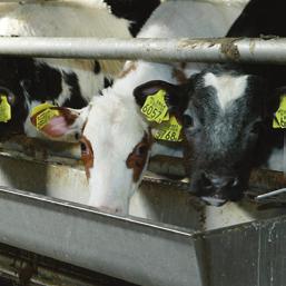Hoofdstuk 8. Financiële gegevens De onder punt 1 en 2 opgenomen gegevens zijn ontleend aan het financieel jaarverslag 2008 van de Stichting Kwaliteitsgarantie Vleeskalversector.