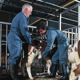 3 Werkwijze SKV SKV controles Controleurs in dienst van SKV voeren onder meer controles uit bij de houders van vleeskalveren, kalverslachterijen en bereiders van en handelaren in kalvervoeders.