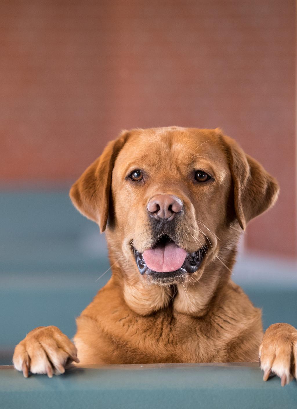 Zo werkt KNGF Geleidehonden