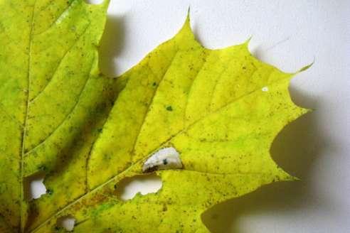 Een aantal Phyllonorycter-soorten op esdoorn (Acer) zijn zo waardplantspecifiek, dat ze zelfs onderscheid maken tussen de verschillende soorten Acer. Zo werd P.