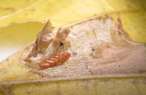 Op 1 december bleken overigens alle vijf vouwmijnen van P. johannisi in twee bladeren van de Noorse esdoorn geparasiteerd.