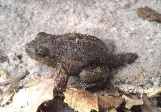 De Knoflookpad (Pelobates fuscus) - uitzetting in De Kaaistoep en daarmee samenhangend onderzoek Peter Kroon & Ben Crombaghs Natuurbalans Limes Divergens BV Inleiding In dit artikel worden de