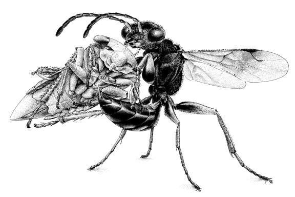 Figuur 4. Anteon scapulare vrouwtje (grootte 3,5-5 mm), met een nimf van de cicade Iassus lanio (tekening Jeroen de Rond).