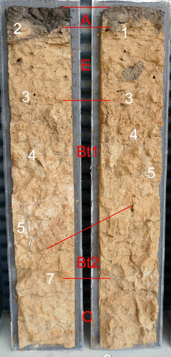 ontstonden kleicoatings (kleihuidjes). Door dessicatie ten gevolge van vorstwerking werd de fragipan droog gezogen en gecompacteerd. Hierdoor ontstonden uitdrogingsbarsten.