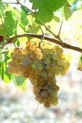 Zal vaak gebruikt worden om versterkte wijn te produceren. Lladoner pelut : Traditioneel ras uit de Roussillon die vandaag nog weinig wordt gecultiveerd.