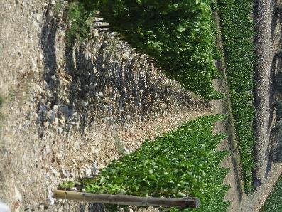 Galestro is zeer wijdverspreid in het Chianti Classico gebied en vertoont twee belangrijke karakteristieke eigenschappen waardoor het perfect is voor wijnstokken en hun vruchten om te bloeien: aan de