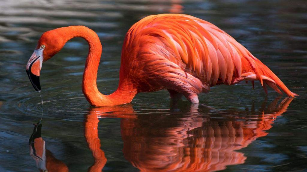 Dierentuin Adelaide laat laatste flamingo van Australië inslapen De laatste flamingo van Australië is niet meer.
