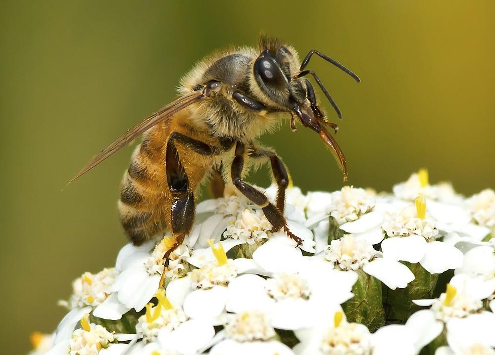 Van de Voorzitter Alweer een seizoen voorbij. Het was wel een seizoen waarbij het weer soms de verwachtingen nadelig beïnvloedde. Het begon met een warme winter, de volken kwamen vroeg aan de groei.