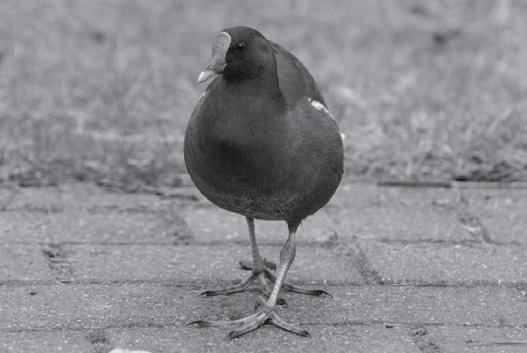 Groep Insecteneters Roofvogels Steltlopers Watervogels Zaadeters Snavelvorm pincetsnavel haaksnavel priemsnavel zeefsnavel kegelsnavel Afbeelding 21 laat twee verschillende watervogels zien.