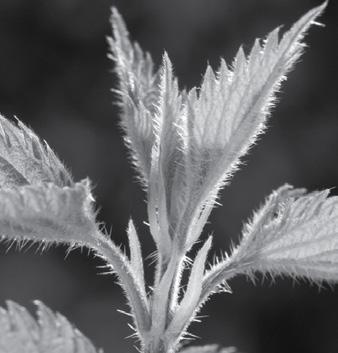 Afb. 35 Planten die zich beschermen tegen planteneters. 1 brandnetel 2 meidoorn 3 roos opdracht 55 Tweejarige en meerjarige planten kunnen wortelrozetten maken om de winter te overleven.