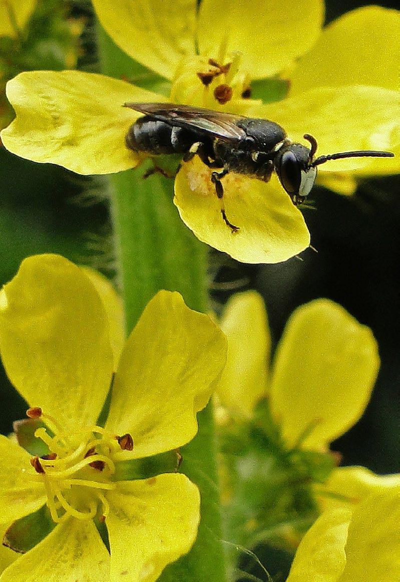 Rode draad: Biodiversiteit Biodiversiteit 694 Ha MAC 1 f&f scan (5 Ha) Biodiversiteit is van groot belang in ons agrarisch cultuurlandschap.