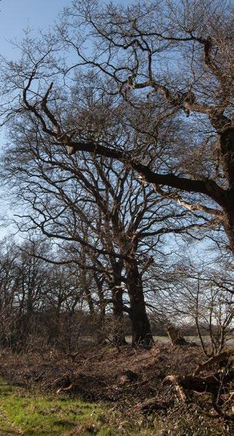 Op dezelfde manier werken we ook mee aan projecten gericht op kleinschalige natuurontwikkeling van een