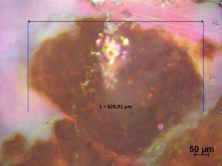 Figuur 25: Microscopisch beeld van koffiepartikel in seal De tweede vaste vervuiling die onderzocht wordt is bloedpoeder,
