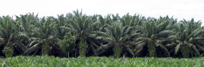 SA SIPEF NV Persmededeling Gereglementeerde informatie RESULTATEN VAN DE SIPEF GROEP 31 DECEMBER 2009 RECORDRESULTATEN VOOR DE SIPEF GROEP * Totale palmolieproductie gestegen met 18,2% ten opzichte