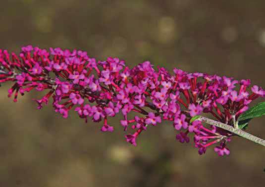 B. davidii Zeer lange, vrijwel onvertakte lavendelblauwe bloempluimen, vooral in het begin van de bloeiperiode goed contrasterend met het blad. Weinig tot geen nabloei.