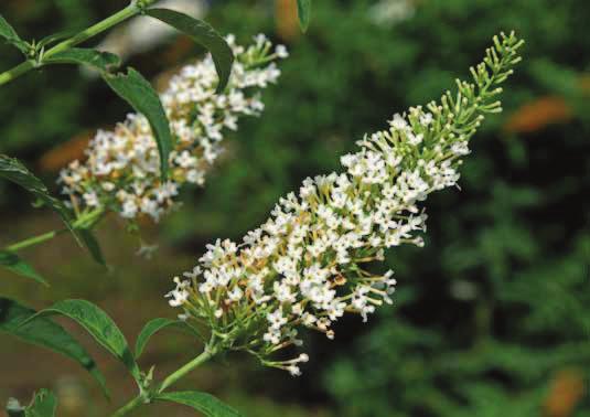(NANHO WHITE Weinig aansprekend; plant valt open en heeft vrij kleine bloempluimen. In de waarderingen van de witbloeiende cultivars valt de verschillende beoordelingsmethodiek op.