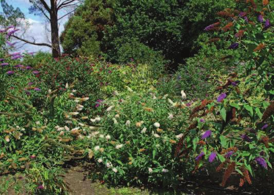 op de diverse locaties kregen de planten steeds dezelfde verzorging. Er werden geen bestrijdingsmiddelen gebruikt.