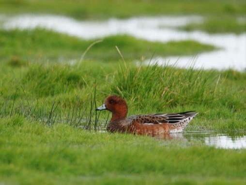 Evenals de kolgans en grauwe gans trekken veel brandganzen s avonds naar de Deelen waar ze op het water overnachten.