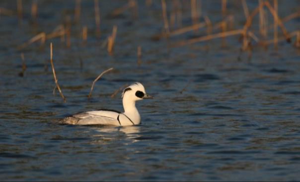 Tellingen laten sinds 1992/1993 een toename van het aantal slobeenden zien. Het aantal van 80 vogels (het instandhoudingsdoel) wordt de laatste jaren steeds gehaald.