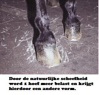 ontlasten. Op die manier kan de training juist een meerwaarde zijn voor je paard. Een scheefstaand bekken is een logisch gevolg van de natuurlijke scheefheid.