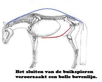 Alleen dan kan het paard op een verantwoorde manier een ruiter dragen en zijn lichaam correct gebruiken.