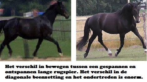 Copyright 2014 - Atletische Rijkunst - Monique de Rijk Pagina 22 Het is dé reden dat paarden bijv. kissing spines ontwikkelen.