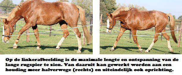 Copyright 2014 - Atletische Rijkunst - Monique de Rijk Pagina 24 Het is de bedoeling dat het paard zijn rugspieren ontspant, zijn buikspieren aanspant en daardoor met de voorwaarts neerwaartse