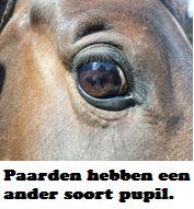 Copyright 2014 - Atletische Rijkunst - Monique de Rijk Pagina 34 ZINTUIGEN Zicht Zicht is één van de belangrijkste zintuigen van het paard.