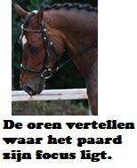 Copyright 2014 - Atletische Rijkunst - Monique de Rijk Pagina 37 Gehoor Na het zicht is het gehoor één van de belangrijkste zintuigen die een paard in zijn natuurlijke omgeving nodig heeft om te