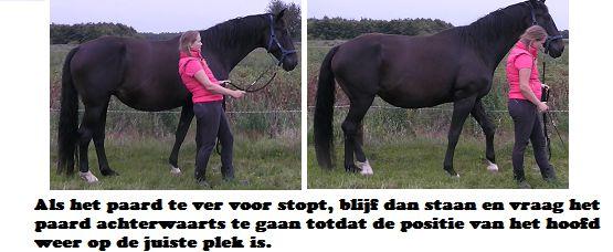 Copyright 2014 - Atletische Rijkunst - Monique de Rijk Pagina 51 Blijft het paard te ver achter je lopen, dan kun je de drijvende hulp inzetten om hem meer voorwaarts te laten gaan.