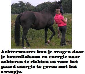 Copyright 2014 - Atletische Rijkunst - Monique de Rijk Pagina 52 Achterwaarts vanaf de zijkant vanuit het halthouden Je kunt het paard vanuit het halthouden achterwaarts leren gaan.