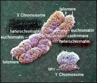 Vergeleken met X is het Y chromosoom