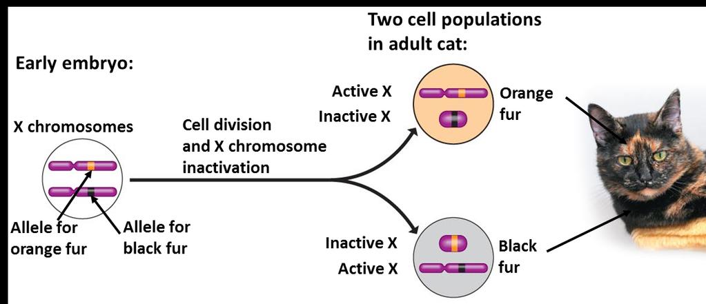 X chromosoom inactivatie leidt