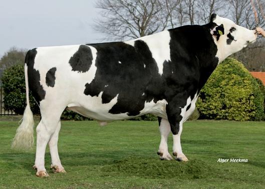 Timmer CLIMAX aaa 516432 (O-Man x Novalis) De topbevruchter van KI-SAMEN laat een mooie productie stijging zien. Hij vererft positief melk met zeer positieve gehalte zowel vet als eiwit.