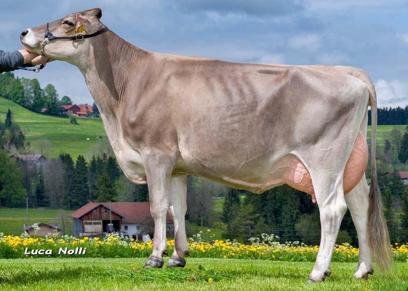 Brown Swiss Holstein F1 Kruisingsadvies Melkproductie Exterieur Gebruikskenmerken F2,F3 FV & MB ScRb Jer.