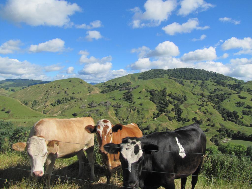 Je wordt ondergedompeld in het leven op een typische Nieuw-Zeelandse boerderij en kunt op verkenning gaan in een prachtige omgeving.
