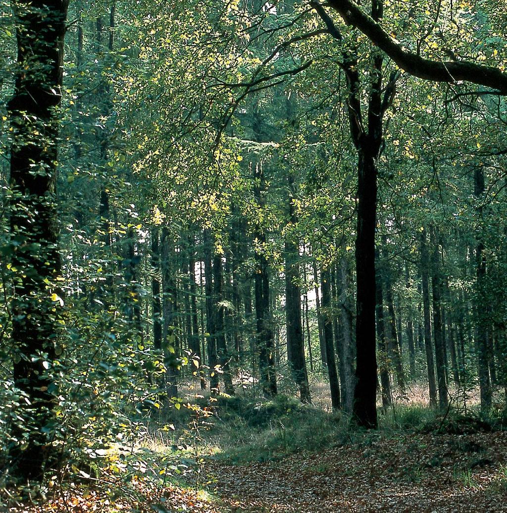 EENMALIGE SCHENKING Een eenvoudige en directe manier om Stichting Het Drentse Landschap financieel te steunen is een schenking.