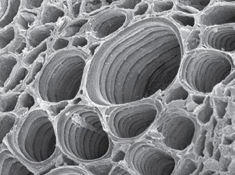 Afb. 17 Vaten in een stengel (microscopische foto). foto 1 foto 2 opdracht 17 Gebruik daarbij de context Snijbloemen houden van frisdrank (zie afbeelding 18).