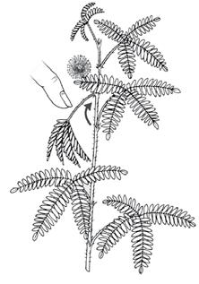 Zonplanten hebben vaak juist smalle, vlezige bladeren. 1 In afbeelding 11 zijn twee kamerplanten weergegeven: een calathea en een aloë. Welke van deze planten is een zonplant? Aloë.