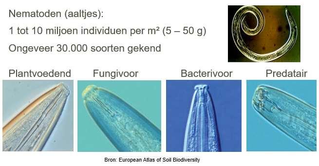 Nematoden