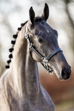 Geboren - Born: 07/06/2017 Stamboek - Pedigree: Westfälisches Pferdestammbuch