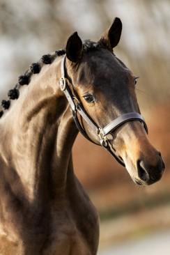 Born: 15/04/2017 Stamboek - Pedigree: Oldenburger Pferdezuchtve